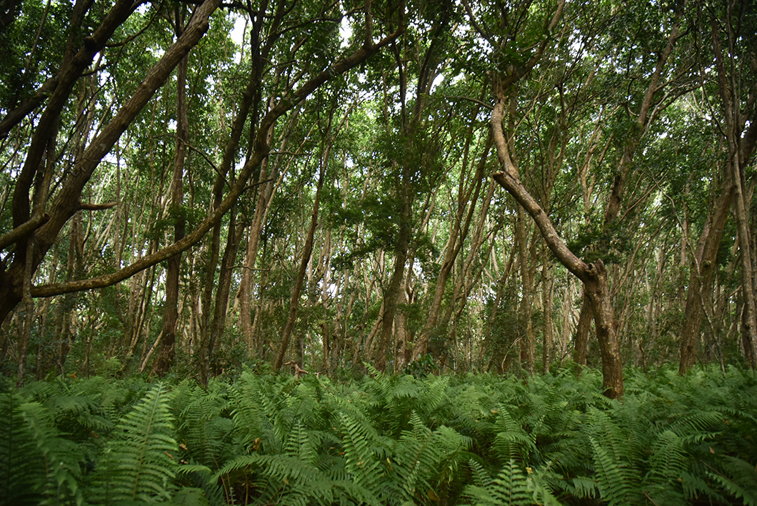 Forêt de Jozani, endroits incontournables à Zanzibar